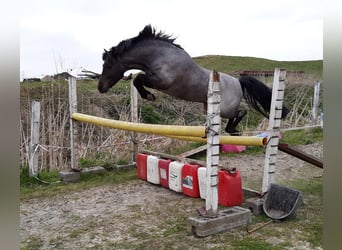 Welsh-PB, Étalon, 12 Ans, 128 cm, Noir