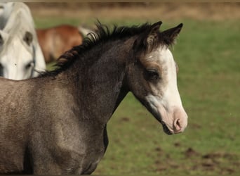 Welsh-PB, Étalon, Poulain (05/2026), 137 cm, Gris pommelé