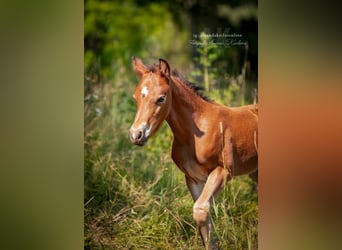 Welsh-PB, Étalon, Poulain (06/2026), 145 cm, Bai cerise