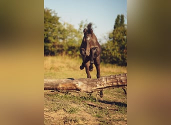 Welsh-PB, Étalon, Poulain (04/2025), 148 cm