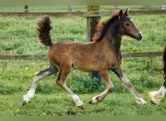 Welsh-PB, Étalon, Poulain (05/2024), 150 cm, Bai brun foncé