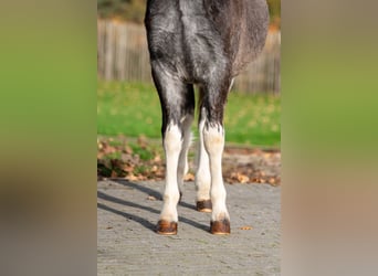 Welsh-PB, Étalon, Poulain (04/2025), Gris