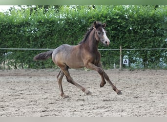 Welsh-PB, Étalon, Poulain (05/2025), Isabelle