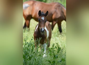 Welsh-PB, Étalon, , Tobiano-toutes couleurs