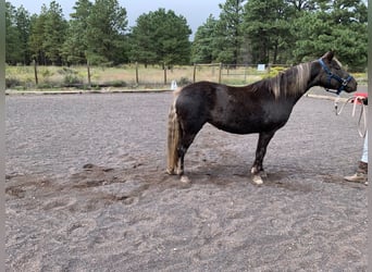 Welsh-PB Mix, Giumenta, 19 Anni, 132 cm, Sauro scuro