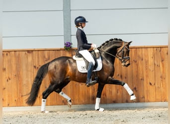 Welsh-PB, Giumenta, 1 Anno, 135 cm, Baio