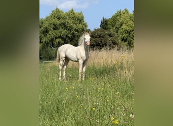 Welsh-PB, Giumenta, 1 Anno, 150 cm, Perlino