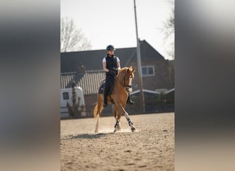Welsh-PB, Giumenta, 20 Anni, Sauro