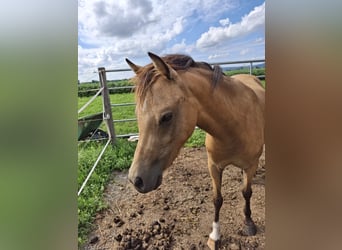 Welsh-PB, Giumenta, 2 Anni, 125 cm, Pelle di daino