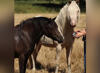 Welsh-PB, Giumenta, 2 Anni, 129 cm, Cremello