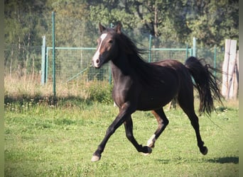 Welsh-PB, Giumenta, 2 Anni, 137 cm, Baio