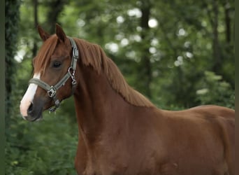 Welsh-PB, Giumenta, 3 Anni, 146 cm, Sauro