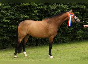 Welsh-PB, Giumenta, 5 Anni, 137 cm, Pelle di daino