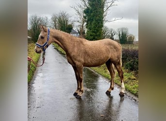 Welsh-PB, Giumenta, 5 Anni, 138 cm, Palomino