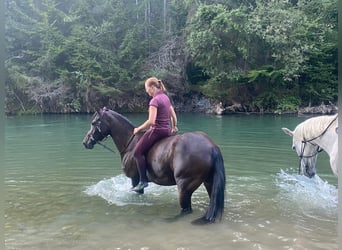 Welsh-PB, Giumenta, 7 Anni, 150 cm, Baio scuro