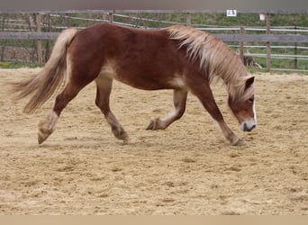 Welsh-PB, Giumenta, 8 Anni, 144 cm, Sauro