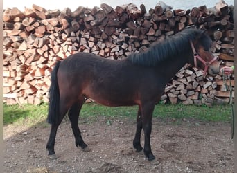 Welsh-PB Mix, Hengst, 1 Jaar, 115 cm, Donkerbruin