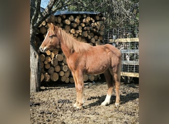 Welsh-PB Mix, Hengst, 1 Jaar, Vos