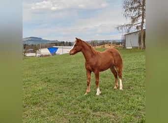 Welsh-PB, Hengst, 1 Jahr, 132 cm, Fuchs