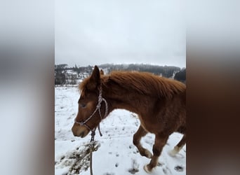 Welsh-PB, Hengst, 1 Jahr, Dunkelfuchs