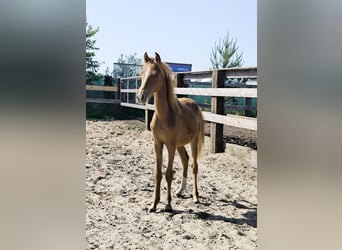 Welsh-PB Mix, Hengst, 1 Jahr, Fuchs