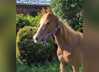 Welsh-PB Mix, Hengst, 1 Jahr, Fuchs