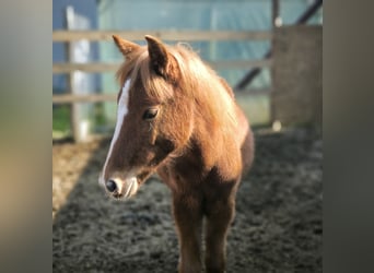 Welsh-PB Mix, Hengst, 1 Jahr, Fuchs