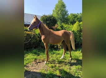 Welsh-PB Mix, Hengst, 1 Jahr, Fuchs
