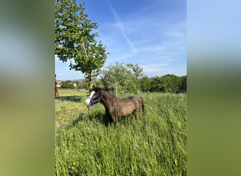 Welsh-PB, Hengst, 2 Jaar, 125 cm, Zwart