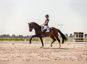 Welsh-PB, Hengst, 2 Jahre, 135 cm, Schimmel