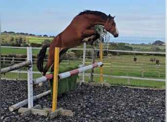 Welsh-PB, Hengst, 2 Jaar, Roodbruin
