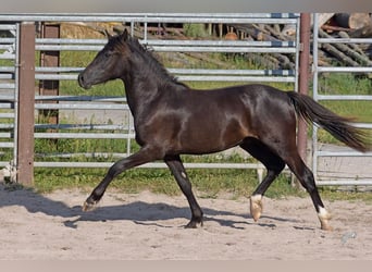 Welsh-PB, Hengst, 2 Jahre, 135 cm, Rappe