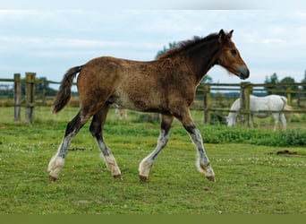 Welsh-PB, Hengst, 2 Jahre, 150 cm, Schwarzbrauner