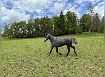 Welsh-PB Mix, Hengst, 3 Jaar, 162 cm, Zwartschimmel