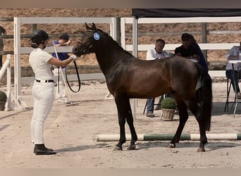 Welsh-PB, Hengst, 3 Jahre, 132 cm, Dunkelbrauner