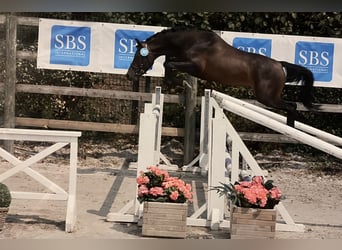 Welsh-PB, Hengst, 3 Jahre, 132 cm, Dunkelbrauner