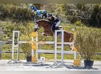 Welsh-PB, Hengst, 3 Jahre, 139 cm, Brauner