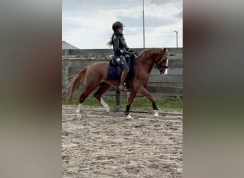 Welsh-PB, Hengst, 3 Jahre, 145 cm, Fuchs
