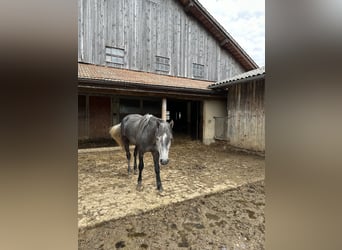 Welsh-PB Mix, Hengst, 3 Jahre, 162 cm, Rappschimmel