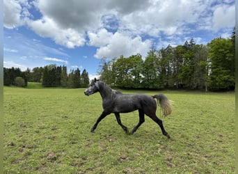 Welsh-PB Mix, Hengst, 3 Jahre, 162 cm, Rappschimmel