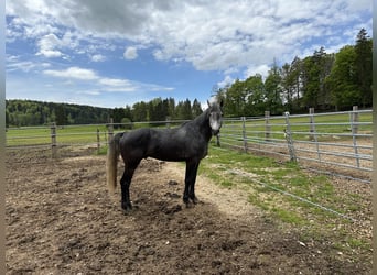 Welsh-PB Mix, Hengst, 3 Jahre, 162 cm, Rappschimmel