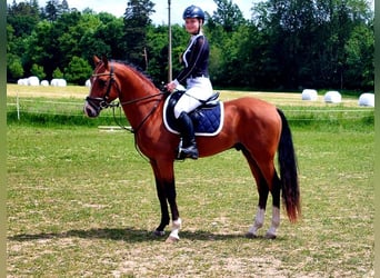Welsh-PB, Hengst, 4 Jaar, 146 cm