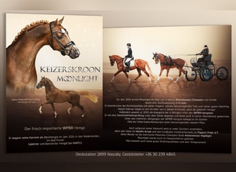 Welsh-PB, Hengst, 4 Jaar, 150 cm, Vos