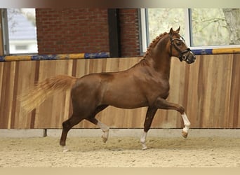 Welsh-PB, Hengst, 4 Jahre, 150 cm, Fuchs