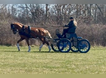 Welsh-PB, Hengst, 4 Jahre, 150 cm, Fuchs