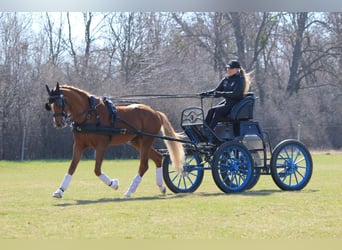 Welsh-PB, Hengst, 4 Jahre, 150 cm, Fuchs