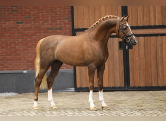 Welsh-PB, Hengst, 4 Jahre, 150 cm, Fuchs