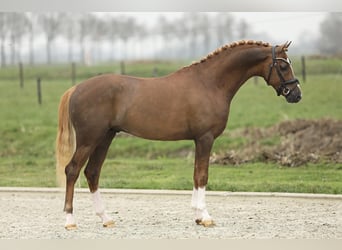 Welsh-PB, Hengst, 4 Jahre, 150 cm, Fuchs