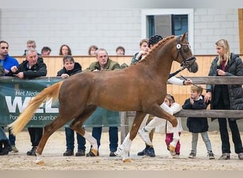Welsh-PB, Hengst, 4 Jahre, 150 cm, Fuchs