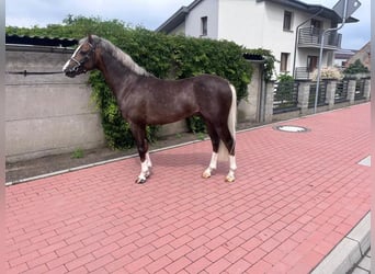 Welsh-PB, Hengst, 5 Jaar, 135 cm